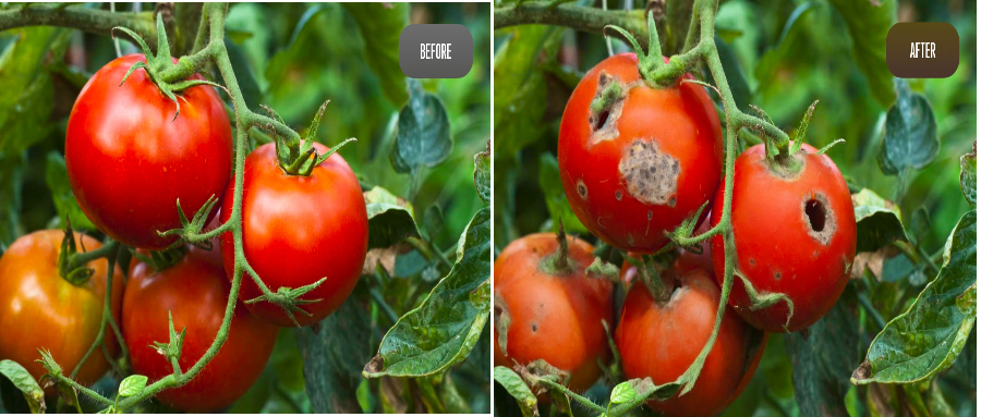 科技改变农业:合成数据农业中的应用